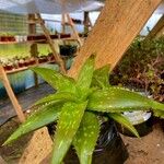 Aloe maculata Leaf