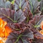 Begonia grandis Leaf