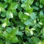 Cerastium diffusum Libunga