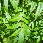 Platycarya strobilacea 叶