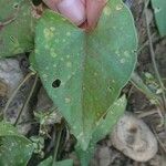 Ipomoea lacunosa Blatt