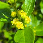 Fadogia triphylla Flor