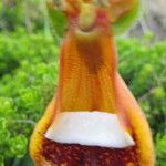 Calceolaria uniflora autre