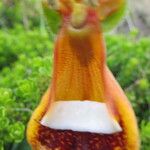 Calceolaria uniflora Інше