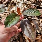 Viburnum nudum Folha