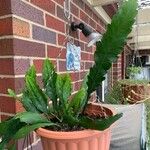 Disocactus phyllanthoides Blatt