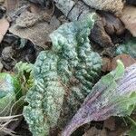 Mandragora autumnalis Leaf