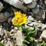 Doronicum grandiflorumBlomst