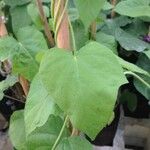 Ipomoea nil Leaf