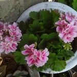 Pelargonium zonale Flor