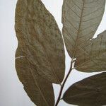 Brosimum acutifolium Otro