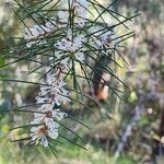 Hakea sericea Virág