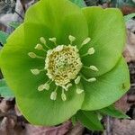 Helleborus odorus Floare