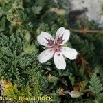 Erodium cheilanthifolium Hábito