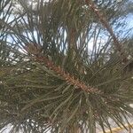 Pinus sylvestrisЛист