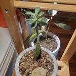 Euphorbia nivulia Hoja
