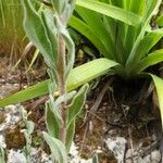 Fibigia clypeata Leaf