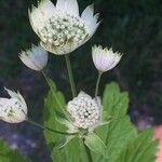 Astrantia carniolica Blüte