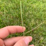 Dichanthium aristatum Flors