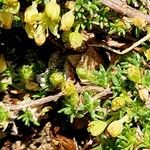 Cherleria sedoides Flower