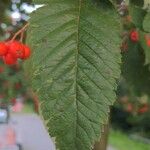 Sorbus intermedia Leaf