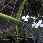 Sagittaria graminea Квітка