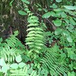 Thelypteris noveboracensis Leaf
