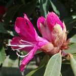 Rhododendron argyrophyllum Fleur