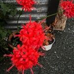 Nerine sarniensis Кветка