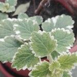 Plectranthus forsteri Blad