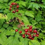 Actaea rubra Meyve