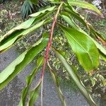 Etlingera elatior Leaf