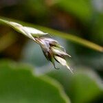 Carex capillaris Ffrwyth