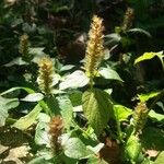 Acalypha alopecuroidea Хабит