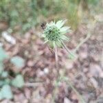 Knautia integrifolia Fruit