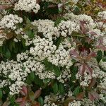 Photinia × fraseri Цветок