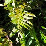 Blechnum capense