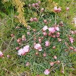 Armeria sardoa Blatt