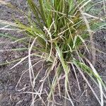 Carex stricta Leaf