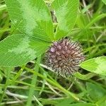 Trifolium medium Blomma