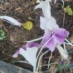 Kaempferia rotunda Fleur