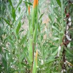 Castilleja minor Blad