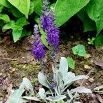 Veronica spicata Bloem