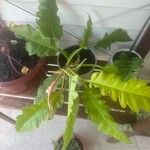 Philodendron bipennifolium Folha