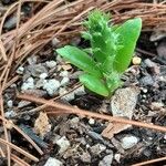 Opuntia fragilis Leaf