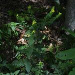 Dasistoma macrophylla Habit