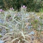 Carduus carlinoides Habit