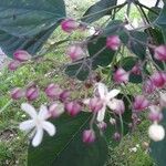 Clerodendrum trichotomumFloro