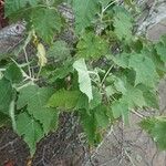 Abutilon vitifolium Foglia