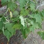 Corynabutilon vitifolium 葉